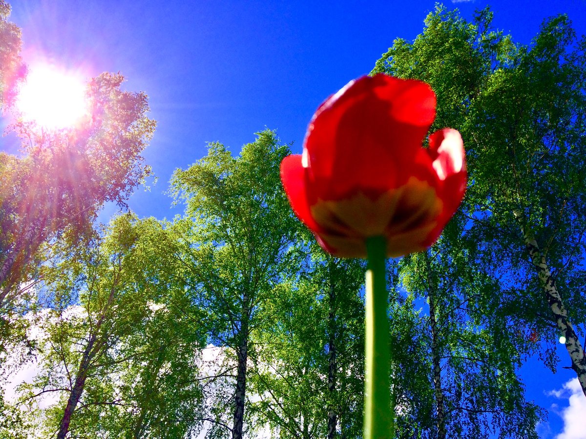 весна солнце тюльпаны картинки фото