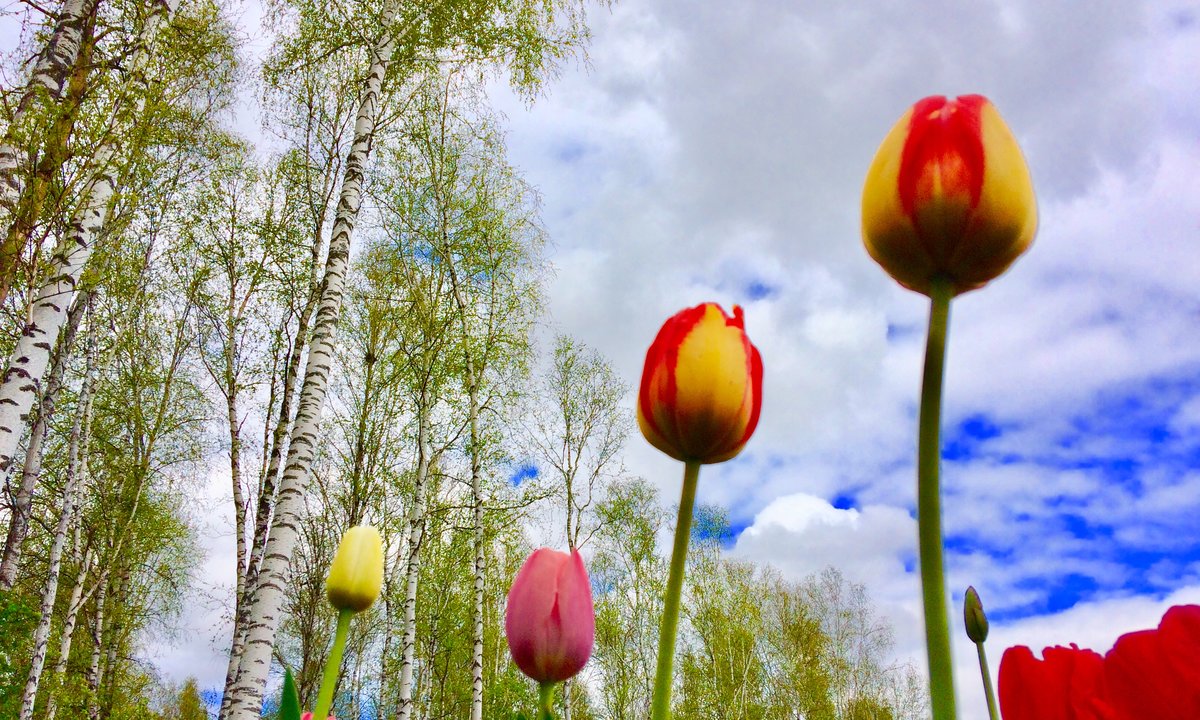 весна солнце тюльпаны картинки фото