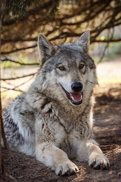 волк canis lupus фото