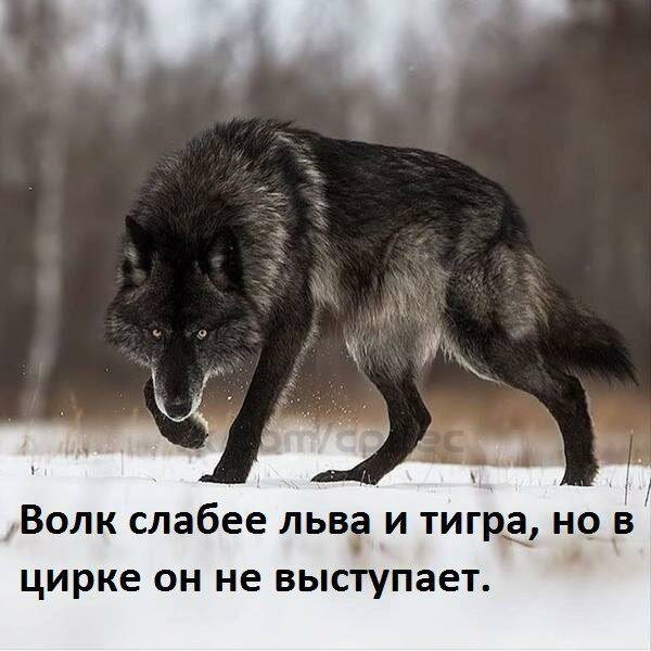 волк слабее льва и тигра но в цирке он не выступает картинка фото