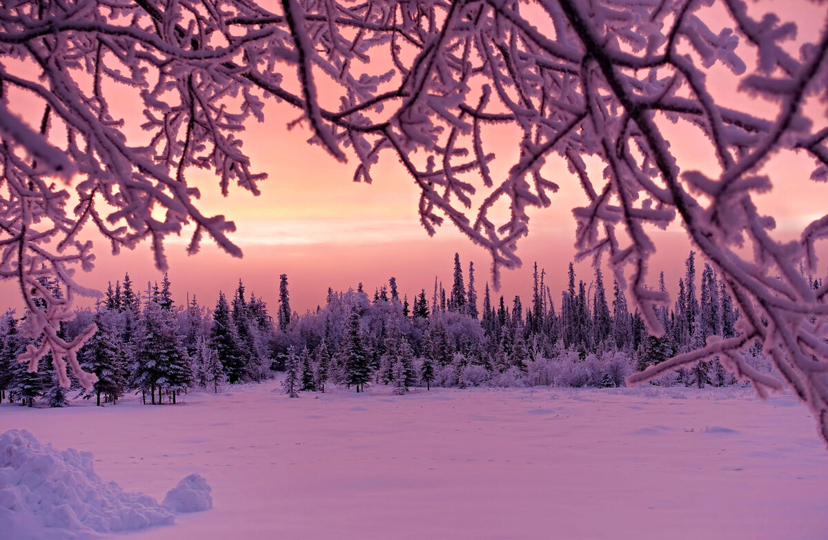 волшебный зимний лес фото