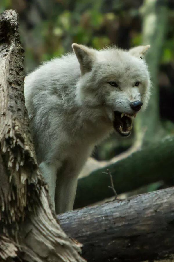 white wolf angry фото