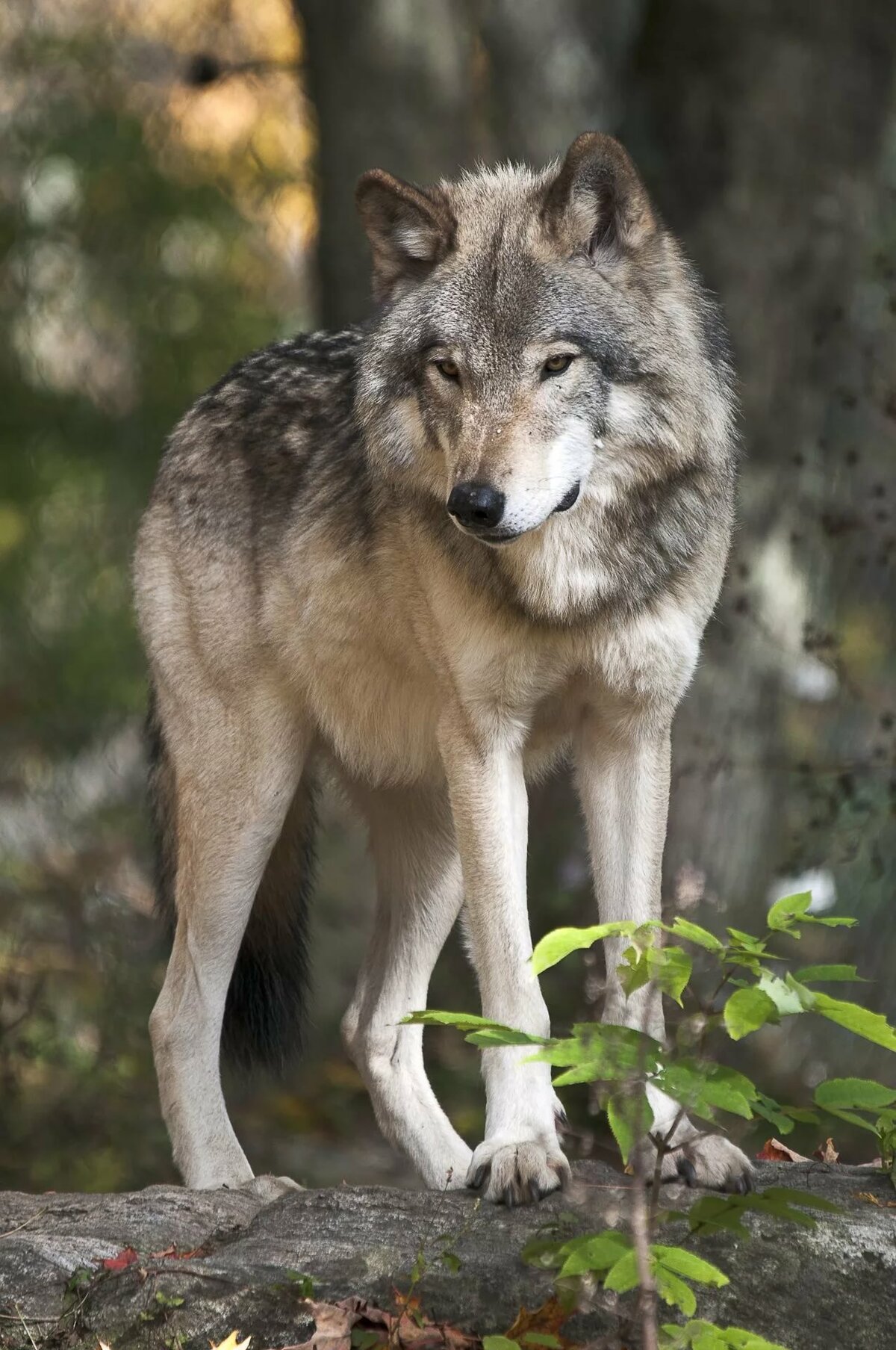 wolf canis lupus фото