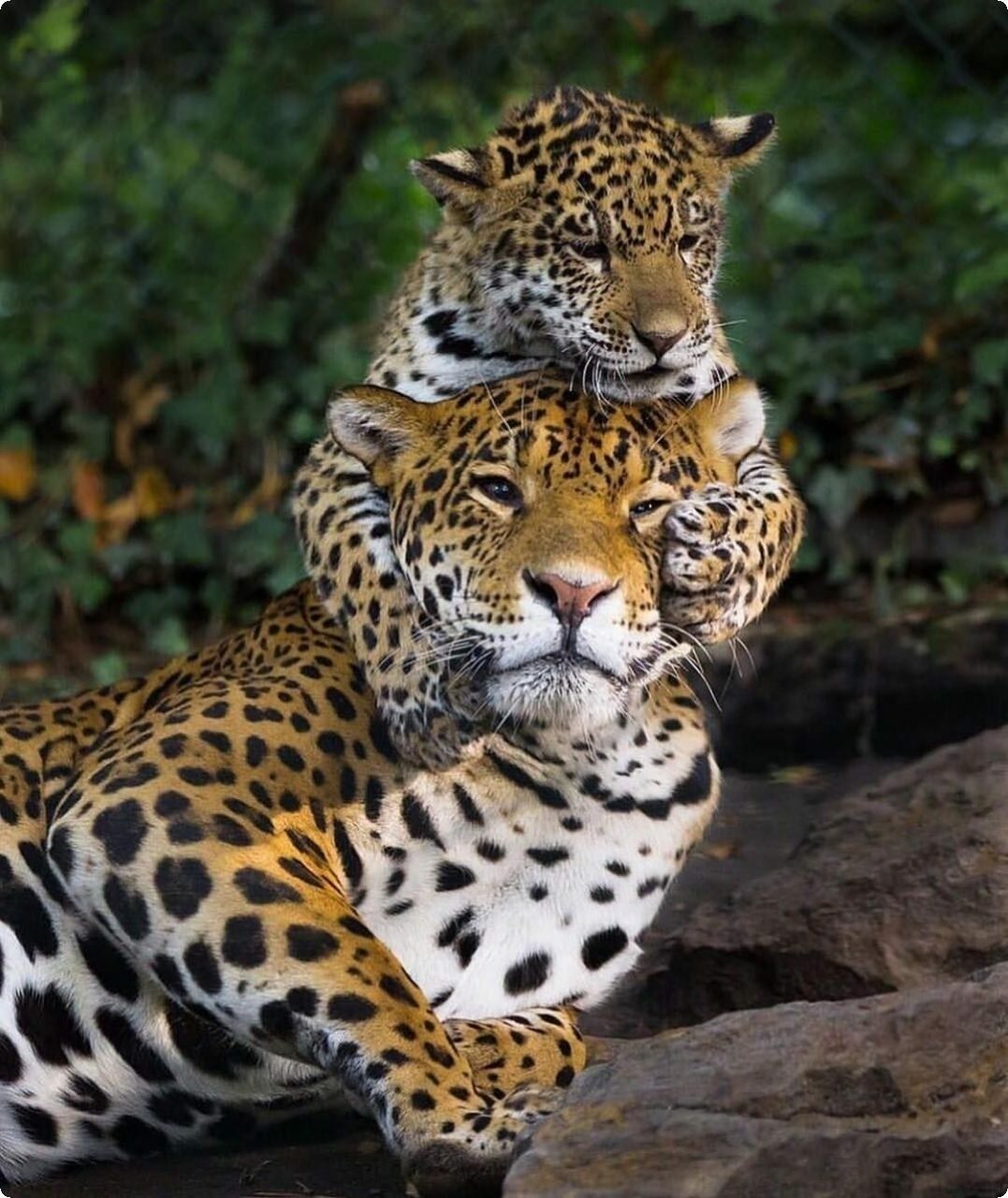 ягуар животное фото