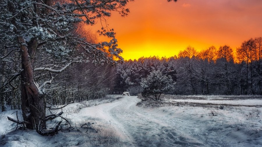 закат в зимнем лесу фото