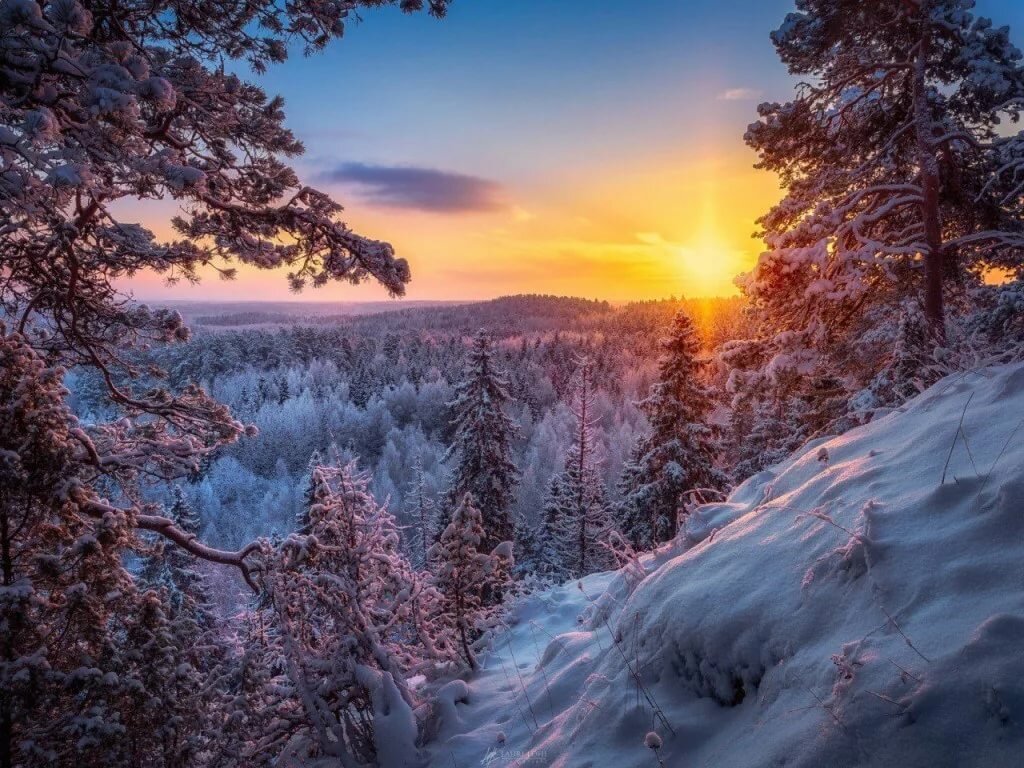 закат в зимнем лесу фото
