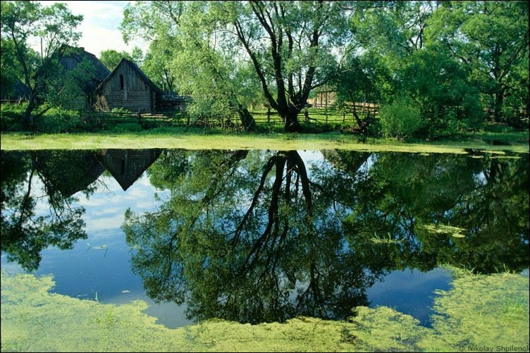 заросший водоем фото