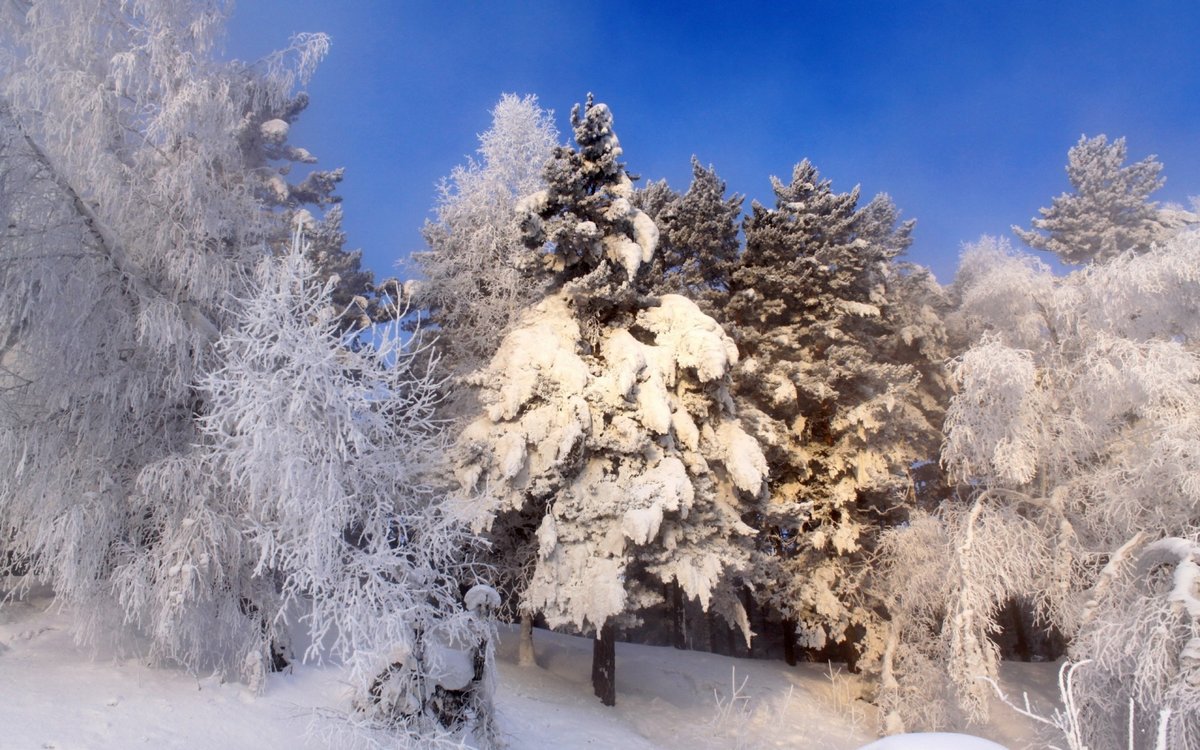 заснеженные деревья фото