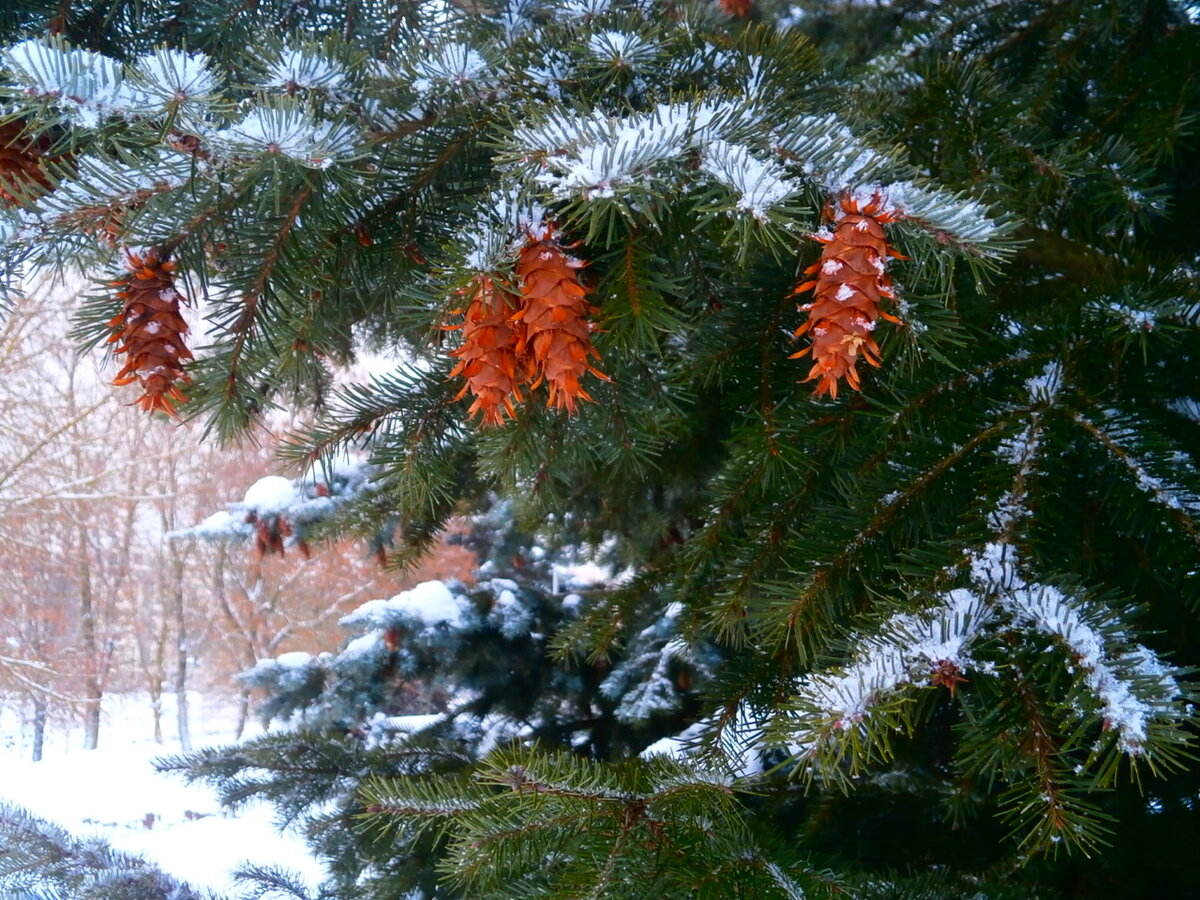 заснеженные елки фото