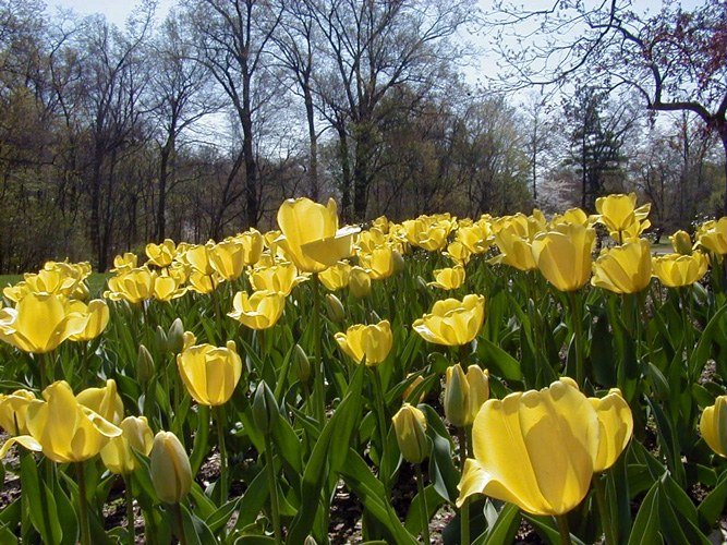 желтые тюльпаны фото