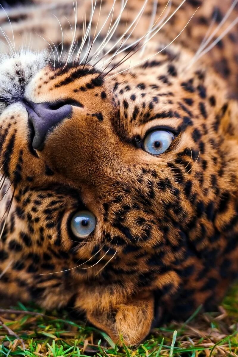 животные красивые фото