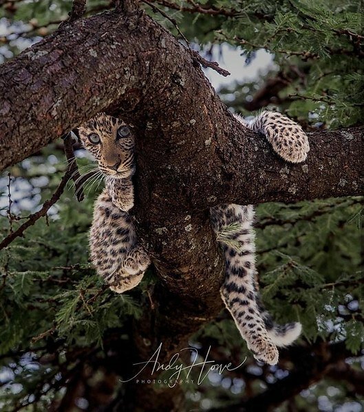 жизнь леопарда фото