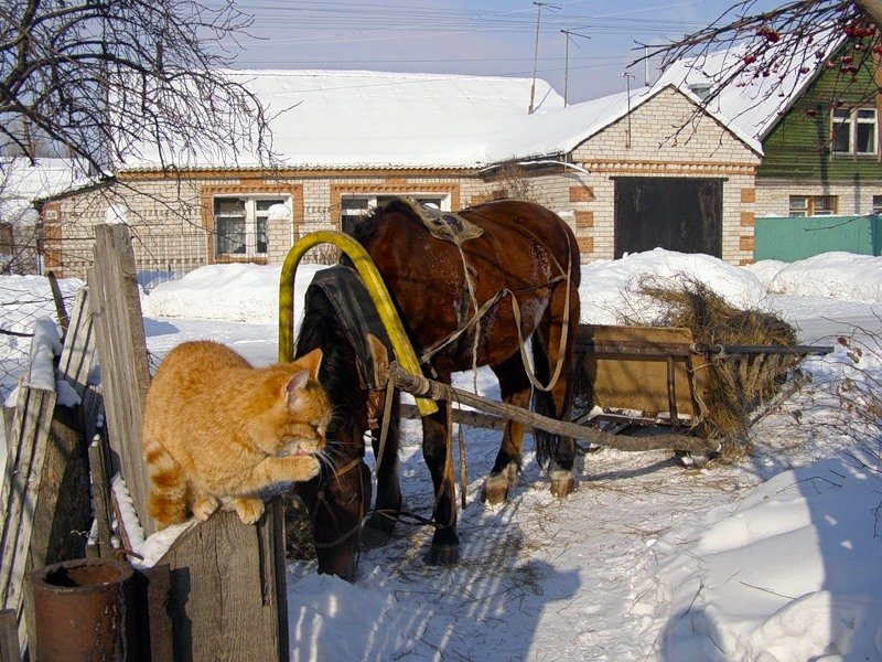 зима деревенские коты фото