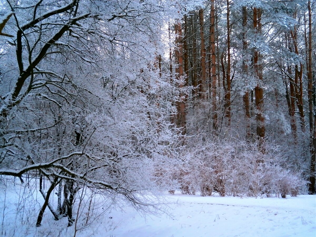 зима деревья в снегу фото