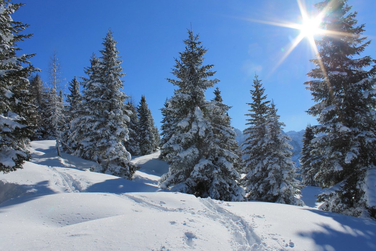 зима лес солнце фото