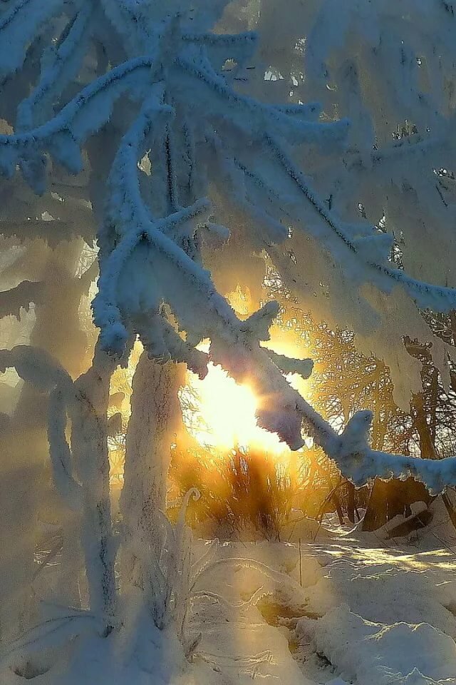 зима мороз и солнце гиф фото