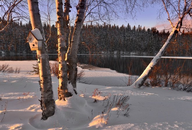 зима природа березки фото