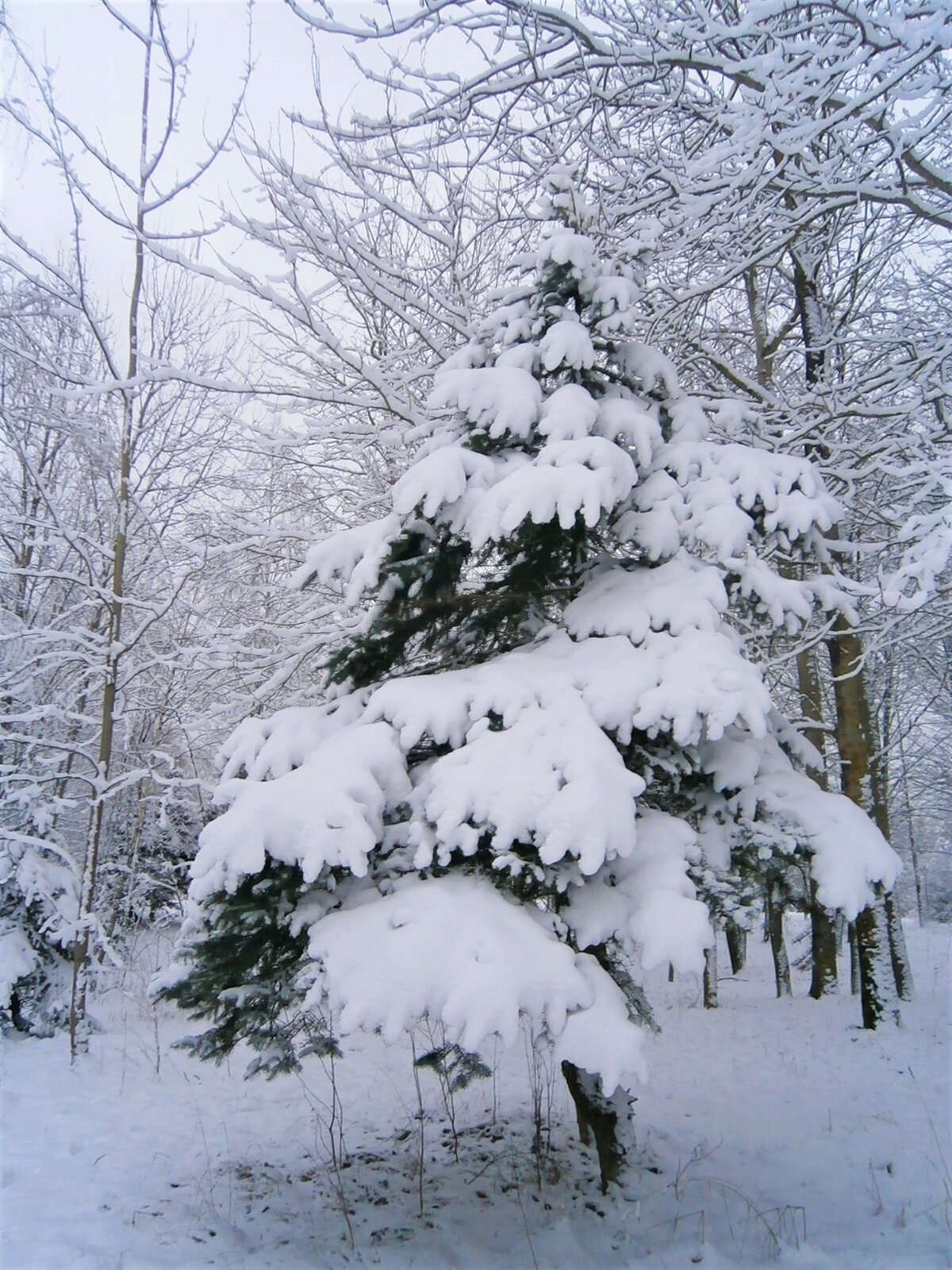 зима снег фото