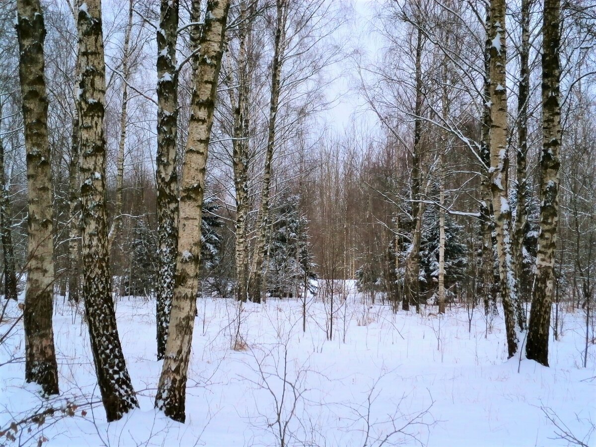 зима в березовом лесу фото