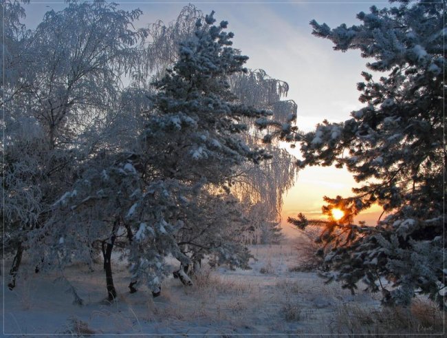 зима в лесу красота сосны фото