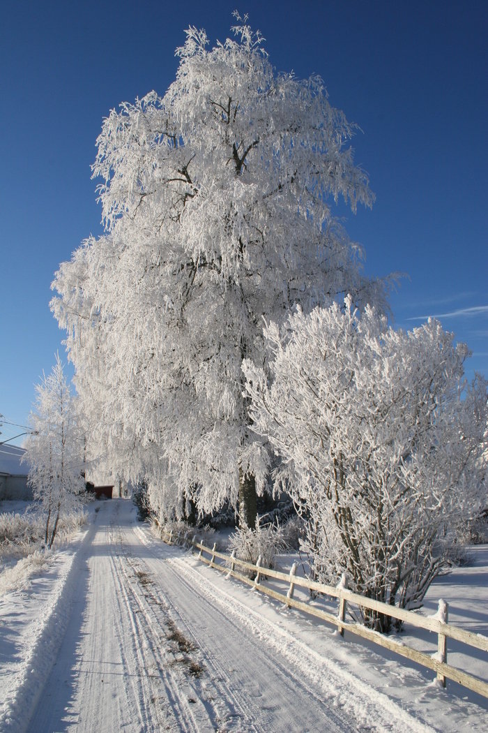 зима вертикальные картинки фото