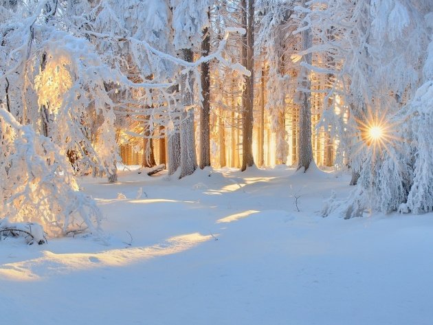 зимний лес картинки фото