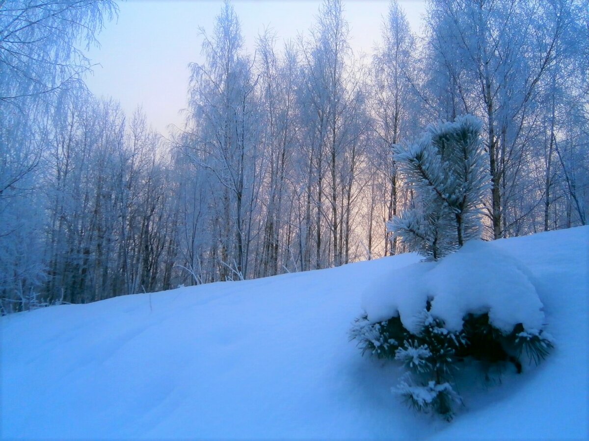 зимний лес картинки фото