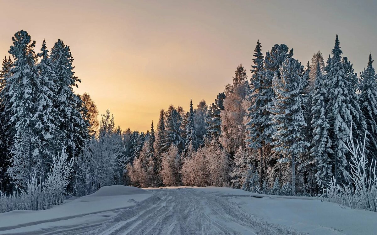 зимний лес на рабочий стол фото