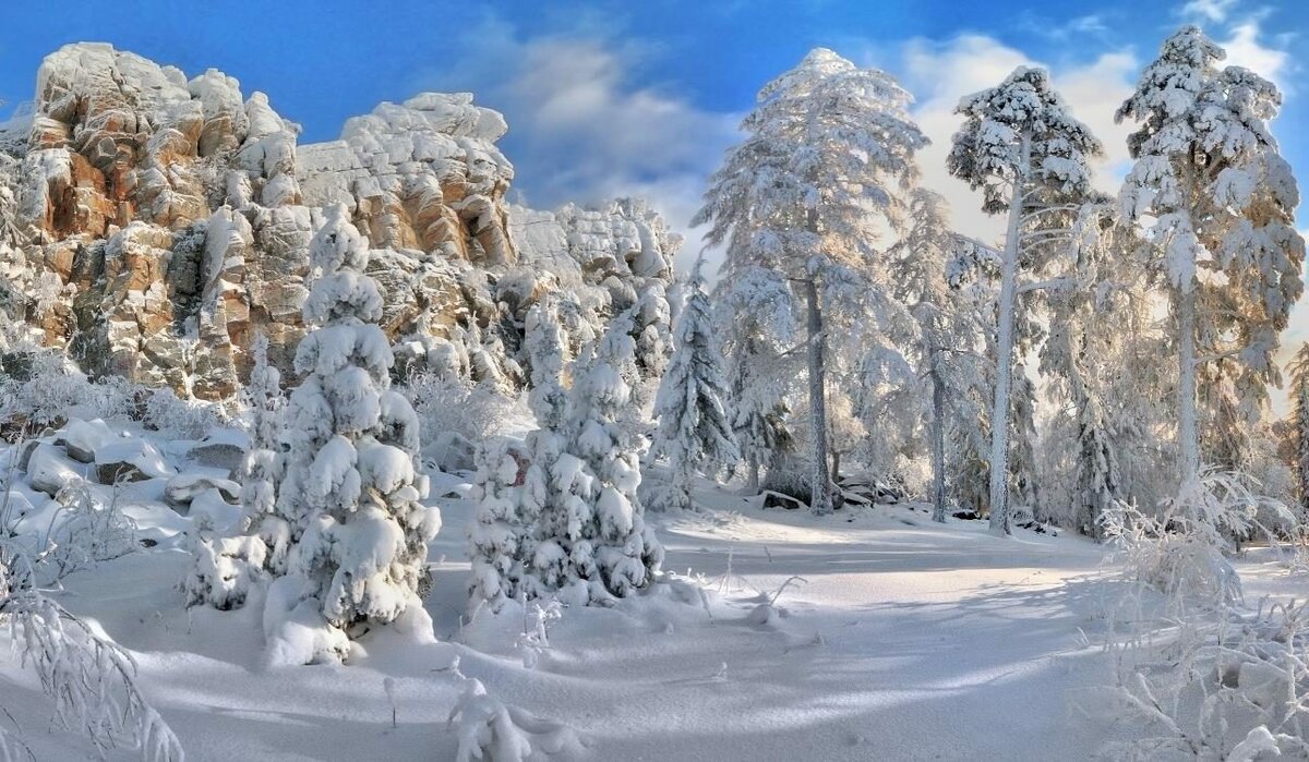 зимний лес сибири фото