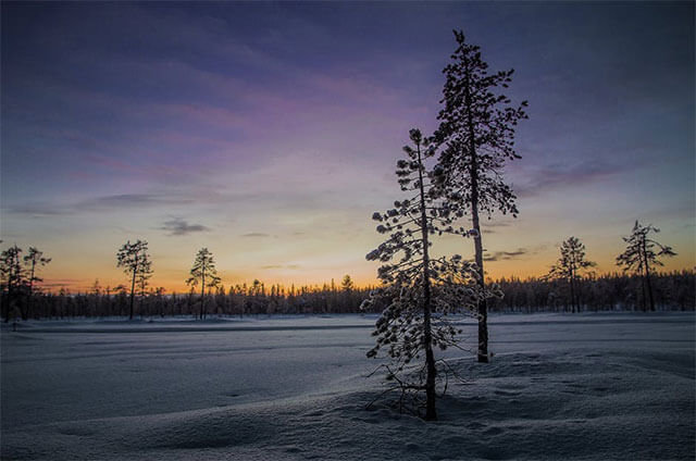 зимний пейзаж сосны фото