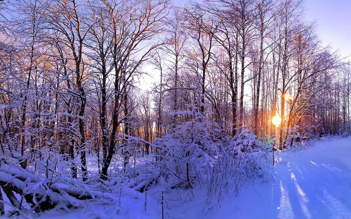 зимний солнечный лес фото