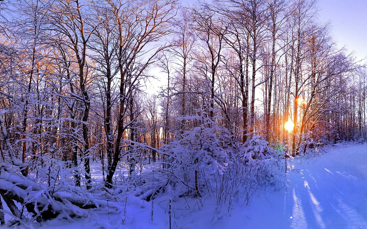 зимний солнечный лес фото