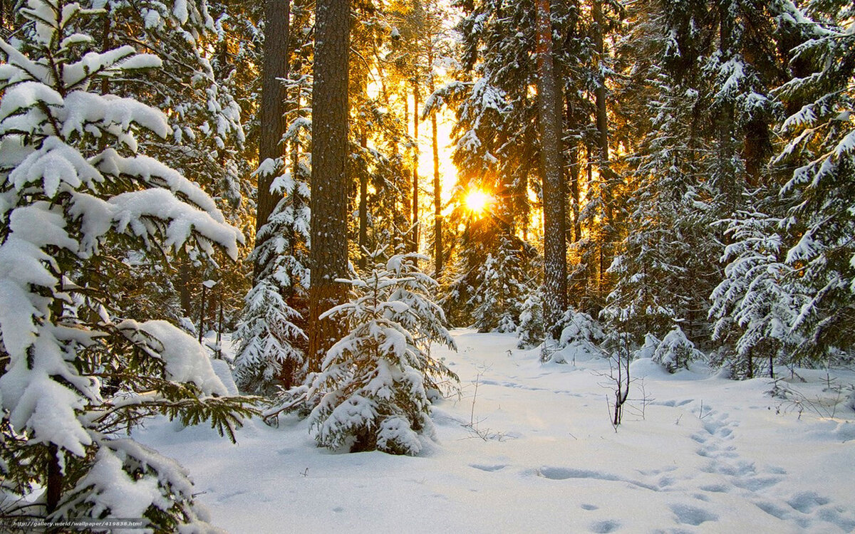 зимний солнечный лес фото