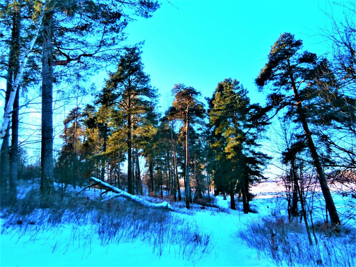 зимний сосновый бор фото