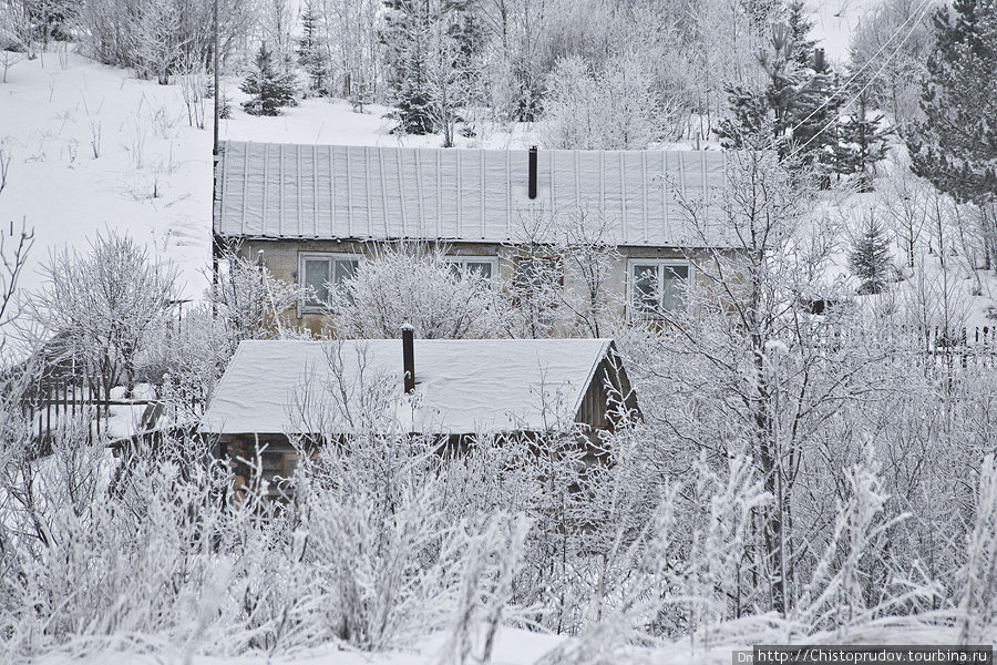 зимняя видлица фото